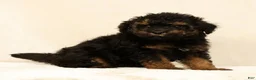 Mini Bernedoodle dogs for sale: Mateo - Ad 3