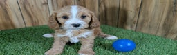 Cavapoo dogs for sale: Brin Boy 1 - Ad 2