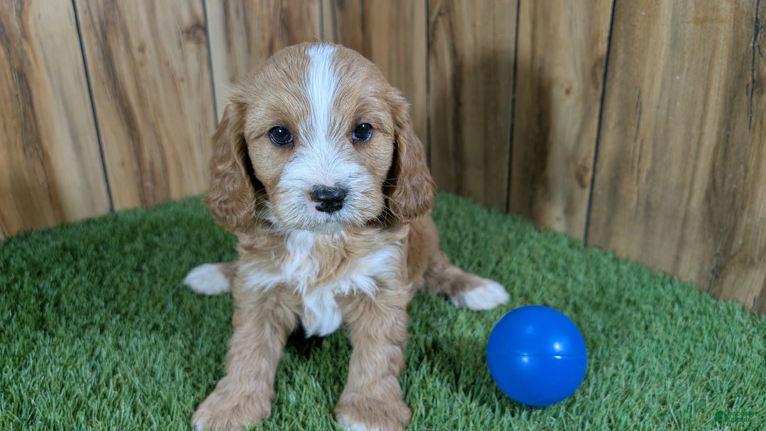 Cavapoo dogs for sale: Brin Boy 1 - Ad 2