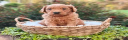 Goldendoodle dogs for sale: Clifford - Ad 5