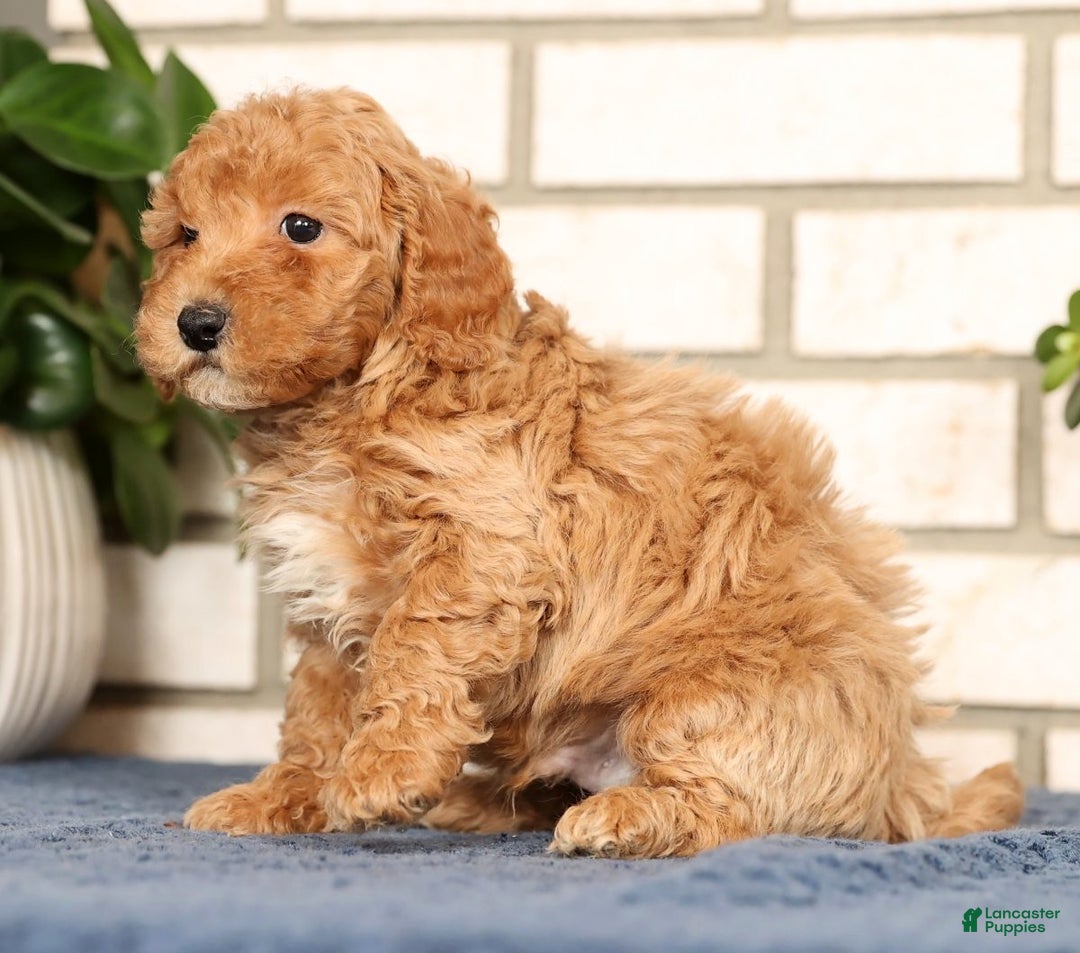 Bichpoo dogs for sale: Franklin - Ad 5