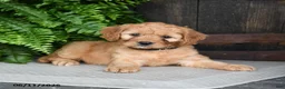 Cavapoo dogs for sale: Pepper - Ad 1