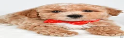 Bichpoo dogs for sale: Simon - Ad 7