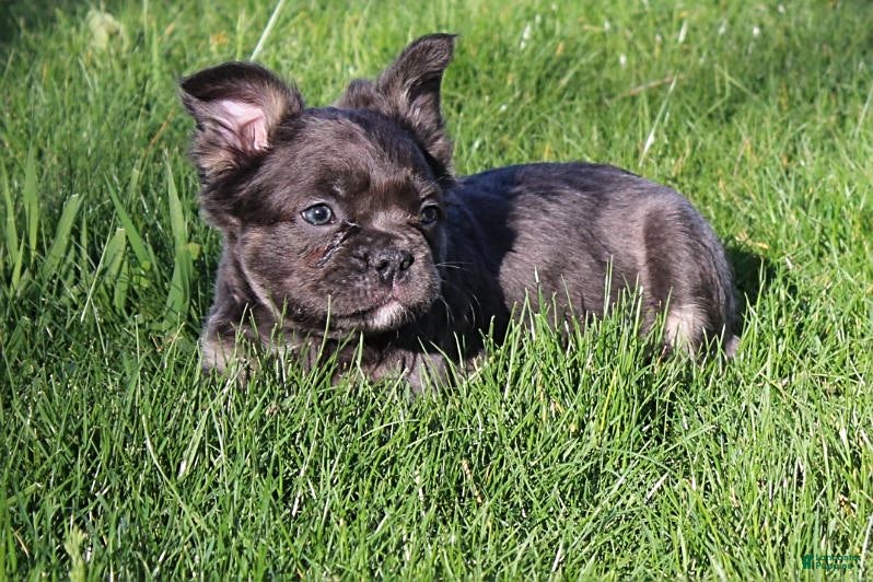 French Bulldog dogs for sale: Boomer - Ad 1