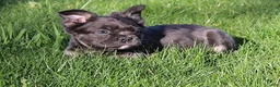 French Bulldog dogs for sale: Boomer - Ad 1
