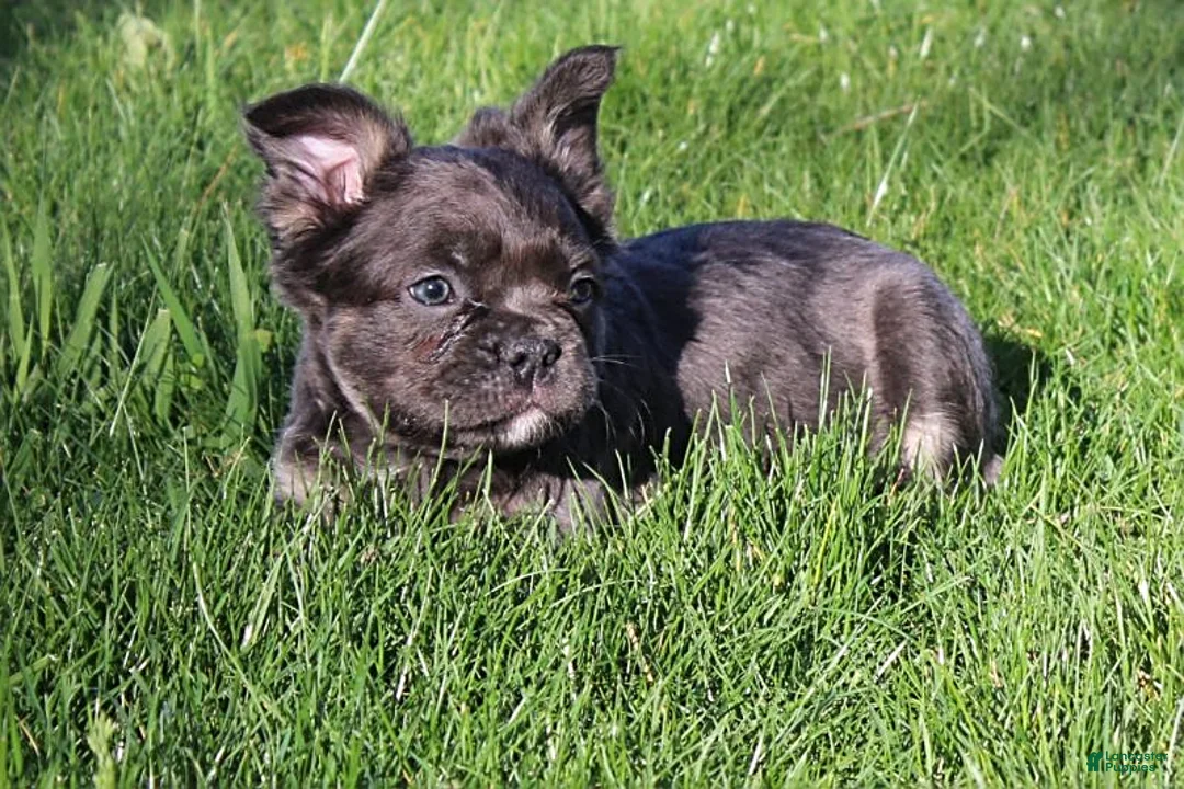French Bulldog dogs for sale: Boomer - Ad 1