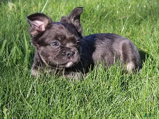 French Bulldog dogs for sale: Boomer - Ad 1