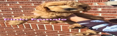 Goldendoodle Puppy Pink