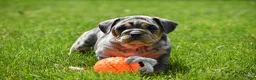 Beabull dogs for sale: Athena  - Ad 2