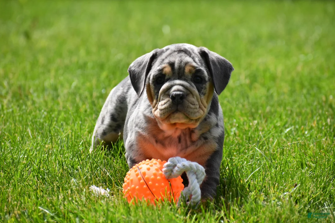 Beabull dogs for sale: Athena  - Ad 2