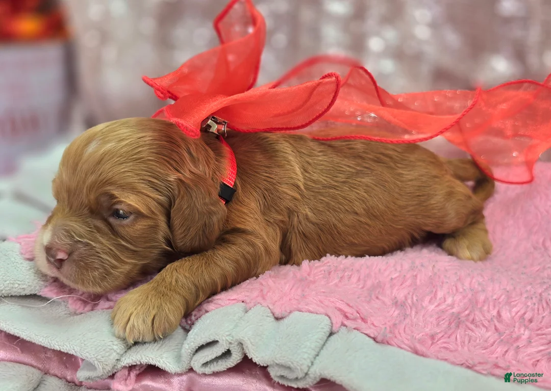 Cockapoo dogs for sale: Nimbus - Ad 2