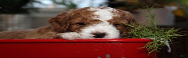 Jolly - F1B Cavapoo Male