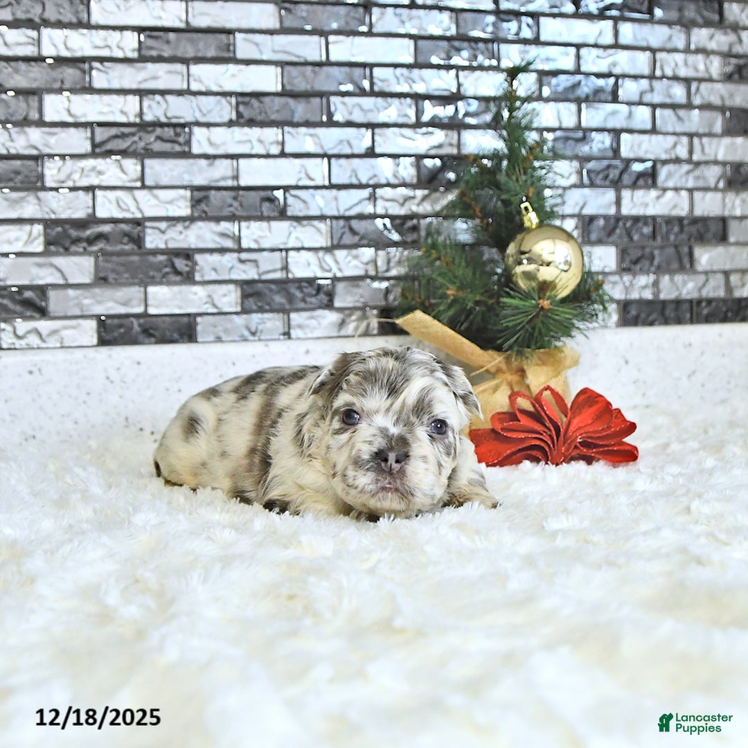 French Bulldog dogs for sale: Luna  - Ad 2