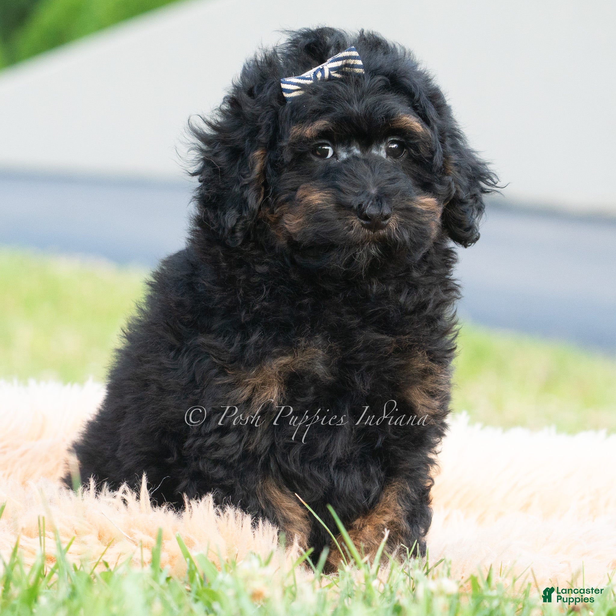 Toy Poodle dogs Duke - Ad 16