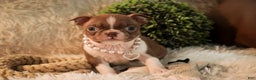 Boston Terrier dogs for sale: Kloe - Ad 6