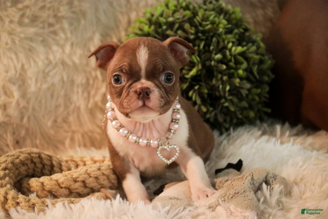 Boston Terrier dogs for sale: Kloe - Ad 6