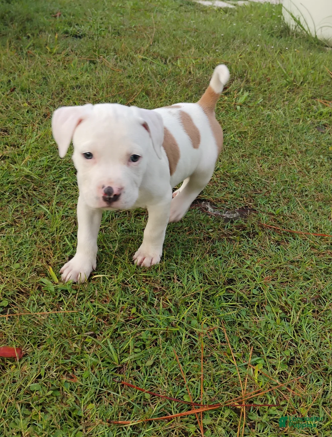 American Pit Bull Terrier dogs for sale: American Pit Bull Terrier 2 - Ad 1