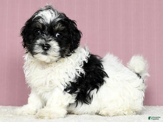 Shihpoo dogs Jane - Ad 31