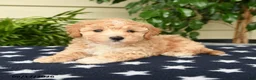 Bichpoo dogs for sale: Justin - Ad 3
