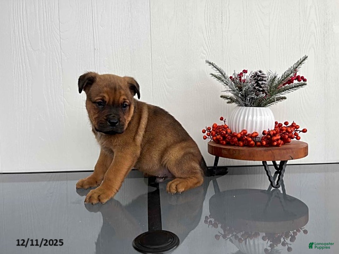 Mixed Breed dogs for sale: Muffin - Ad 3