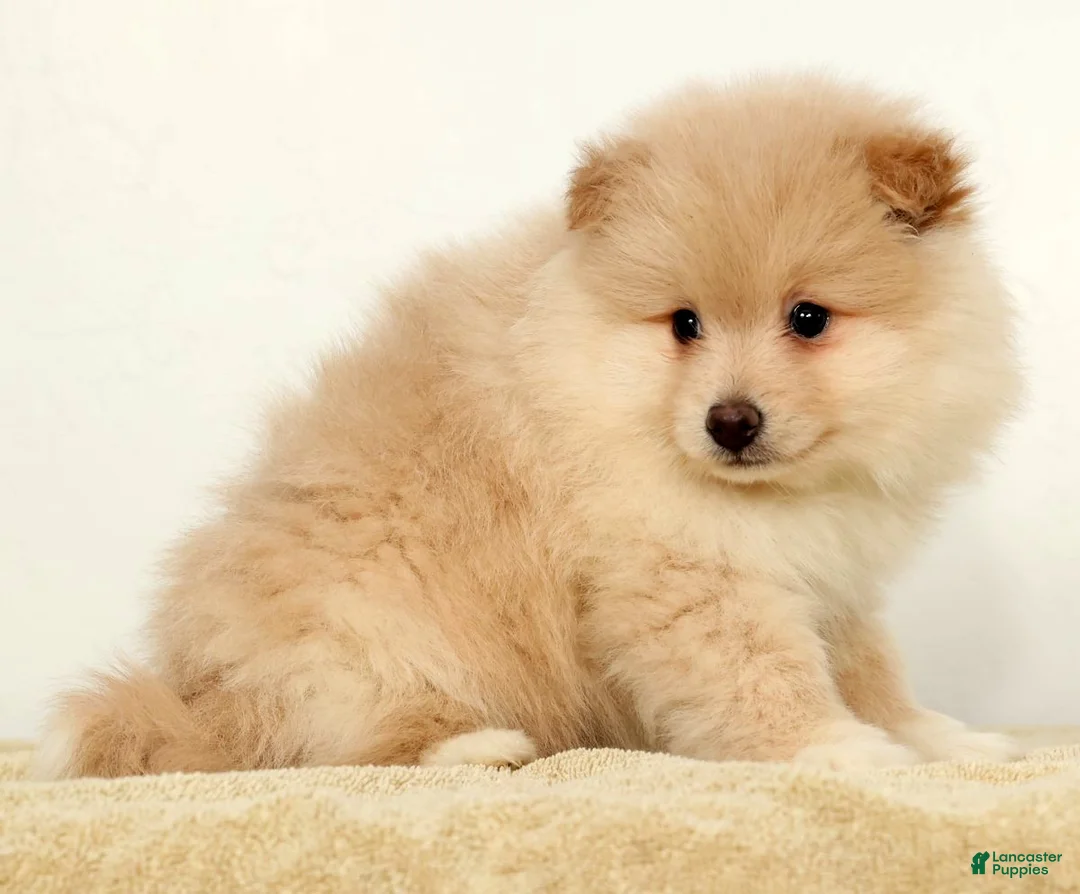 Pomeranian dogs for sale: Bentley - Ad 6