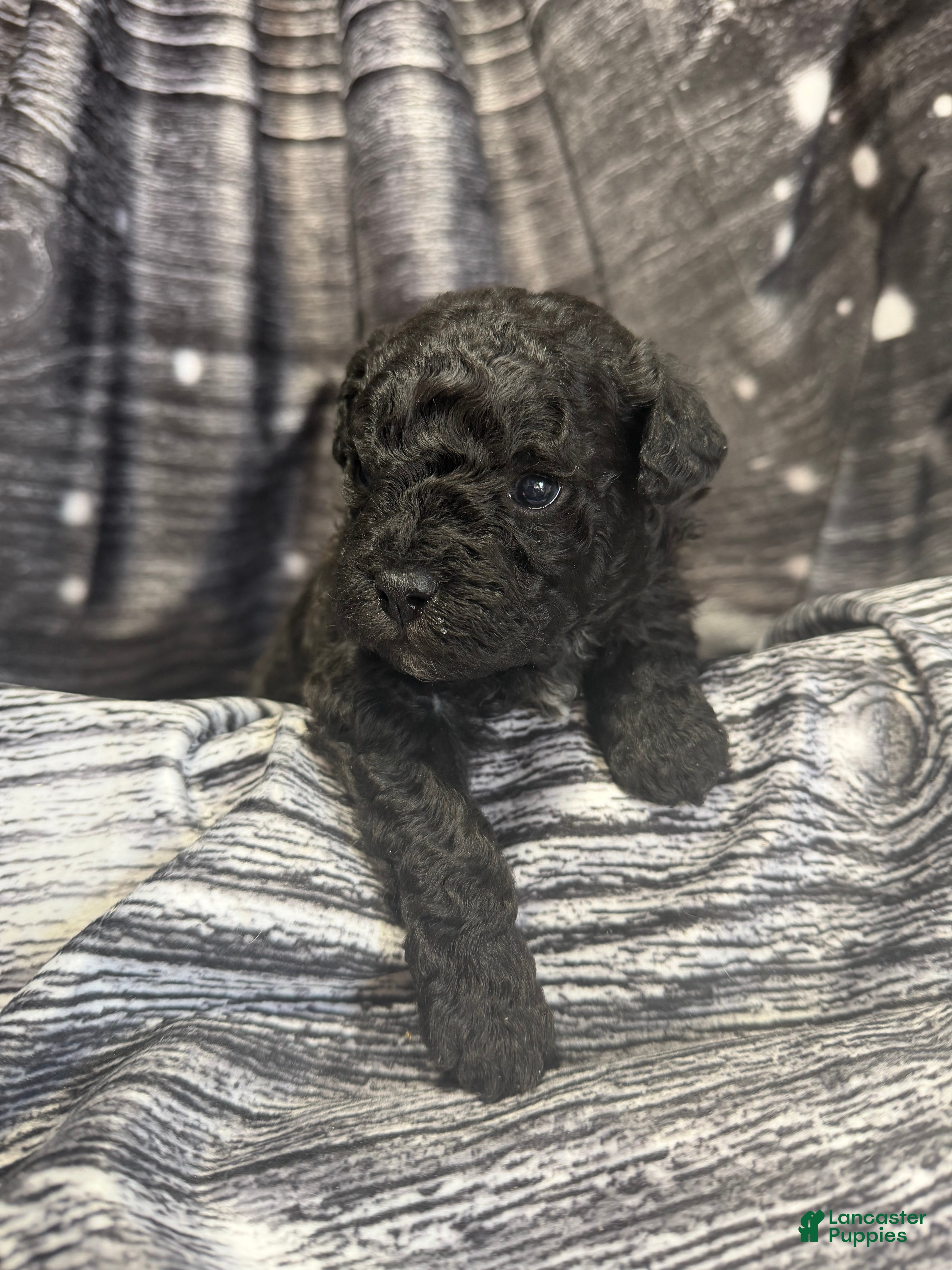 Maltipoo dogs Maltipoo Puppy 1 - Ad 6