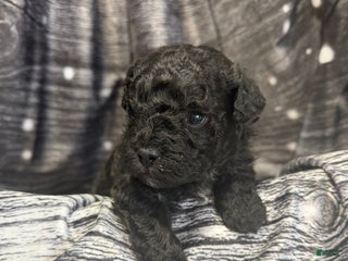 Maltipoo dogs Maltipoo Puppy 1 - Ad 6