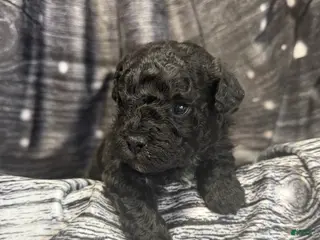 Maltipoo dogs Maltipoo Puppy 1 - Ad 9