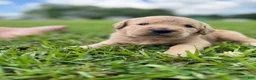 Labradoodle dogs for sale: Sadie - Ad 7