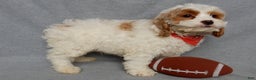 Cockapoo dogs for sale: Teddy - Ad 2