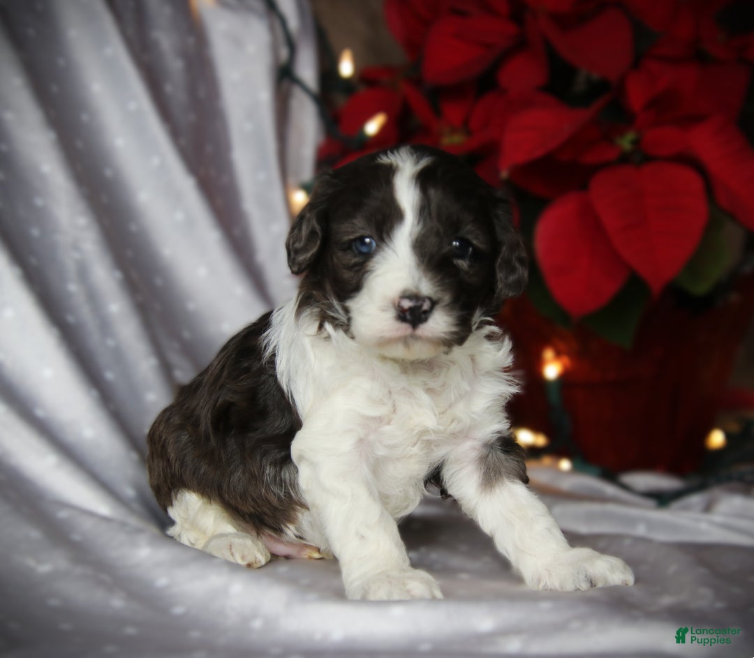 Cockapoo dogs for sale: Ember - Ad 3