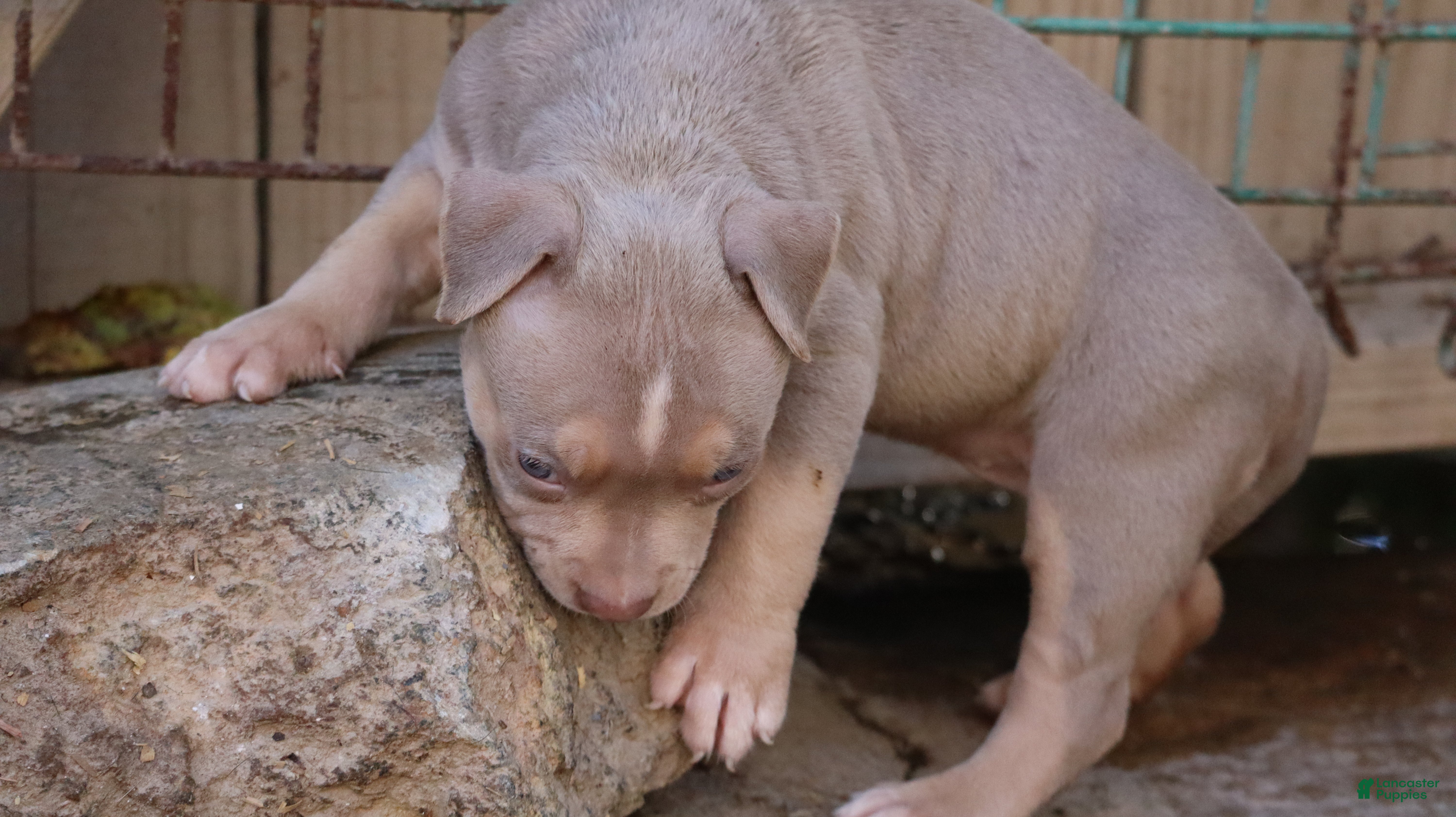 American Bully dogs Tampa - Ad 2