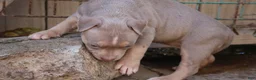 American Bully dogs for sale: Tampa - Ad 2