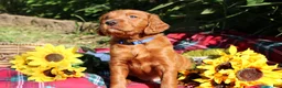 Mixed Breed dogs for sale: Rocky - Irish Goldendoodle  - Ad 24