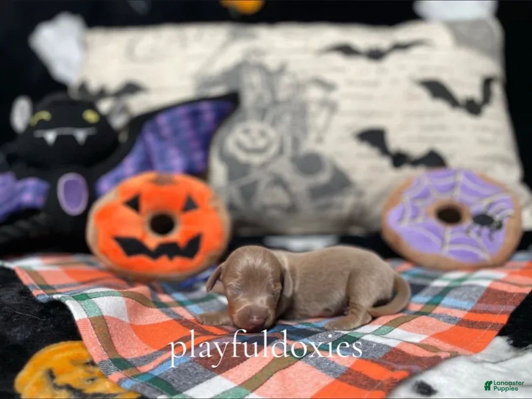 Miniature Dachshund dogs for sale: Ravioli's Smooth Coat Blue & Tan Boy - Ad 2