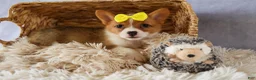 Welsh Corgi Pembroke dogs for sale:  Yvonne 🎀 - Ad 8