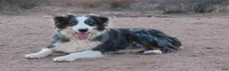 Australian Shepherd dogs for sale: Red merle male with one blue eye - Ad 17