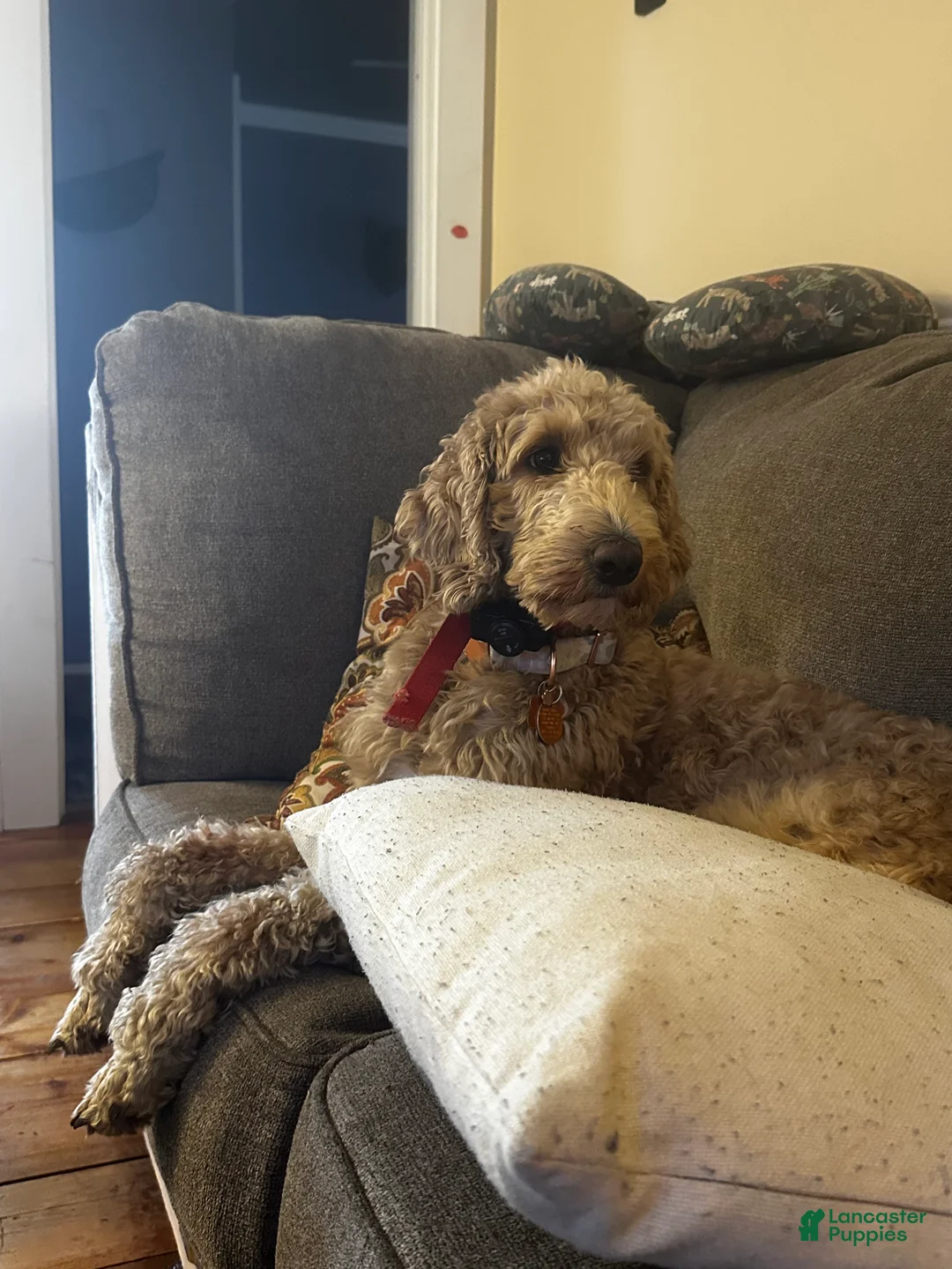 Goldendoodle dogs for sale: Willow  - Ad 2