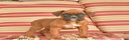 Boxer dogs for sale: Jet  - Ad 3