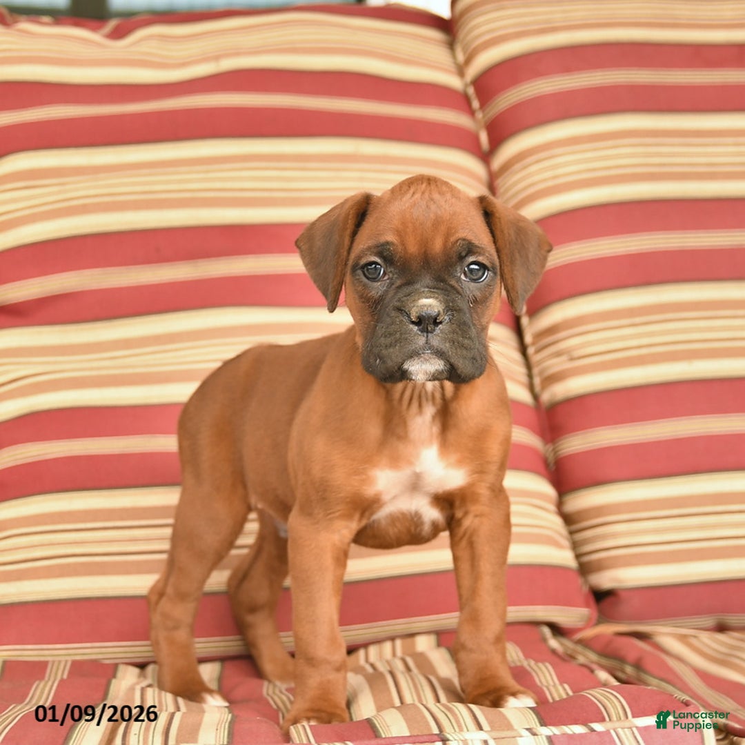 Boxer dogs for sale: Jet  - Ad 3