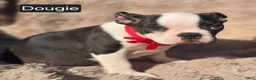 Boston Terrier dogs for sale: Douggie - Ad 10