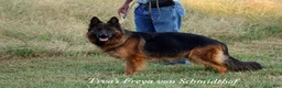 German Shepherd dogs for sale: German Shepherd red collar - Ad 4