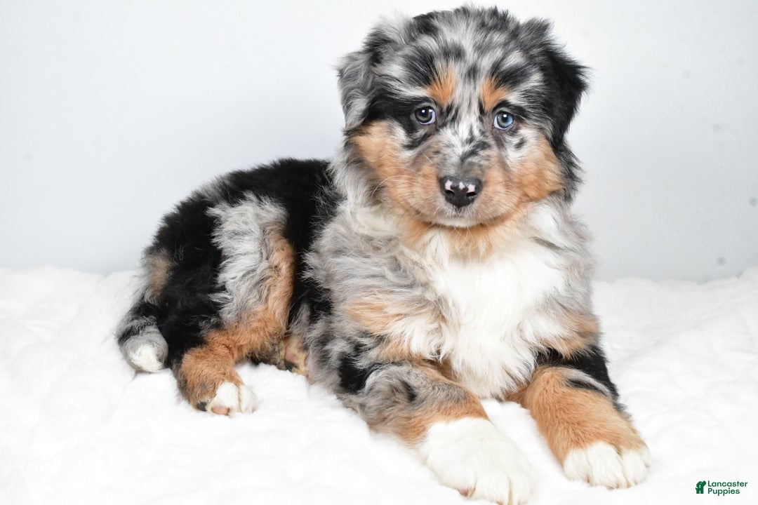 Australian Shepherd dogs for sale: Diesel - Ad 9