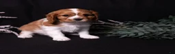 Cavalier King Charles Spaniel dogs for sale: Oswald - Ad 9