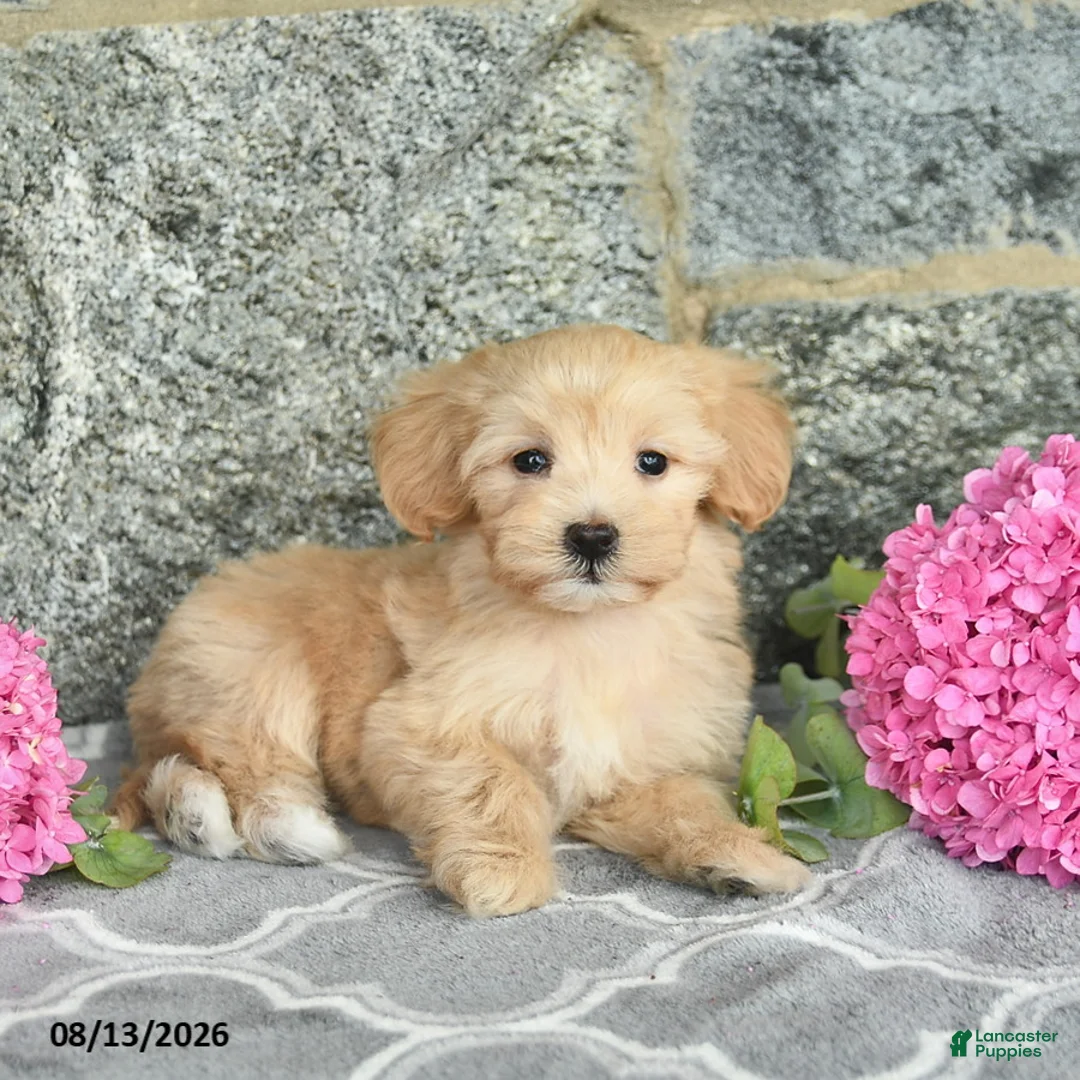 Maltipoo dogs for sale: Emma  - Ad 2