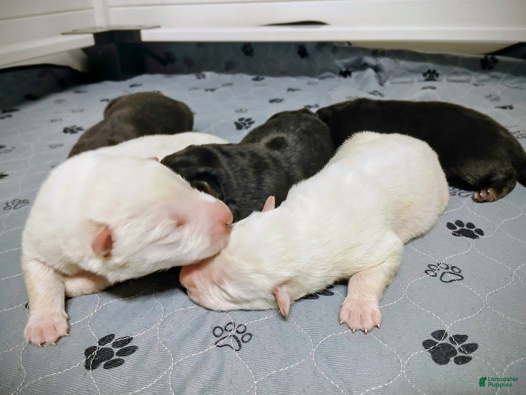 German Shepherd dogs for sale: Striker - Ad 13