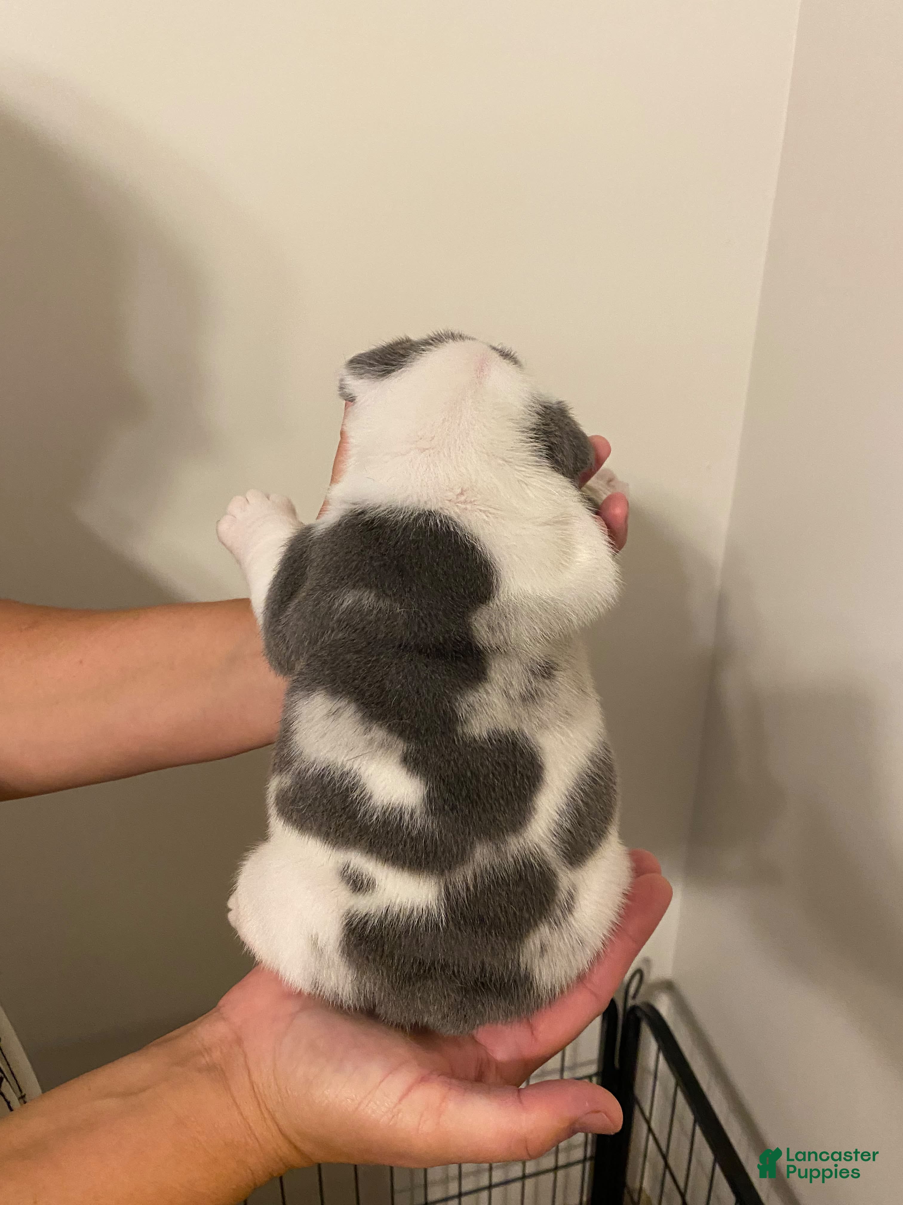 English Bulldog dogs Connie - Ad 2