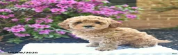 Cavapoo dogs for sale: Boone  - Ad 3