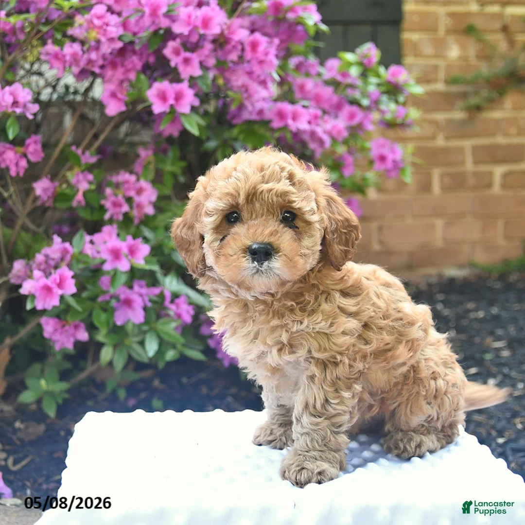 Cavapoo dogs for sale: Boone  - Ad 3