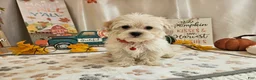 Maltipoo dogs for sale: Carlo Lynne - Ad 4